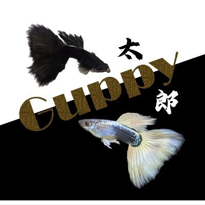 Guppy_TARO Profile Picture