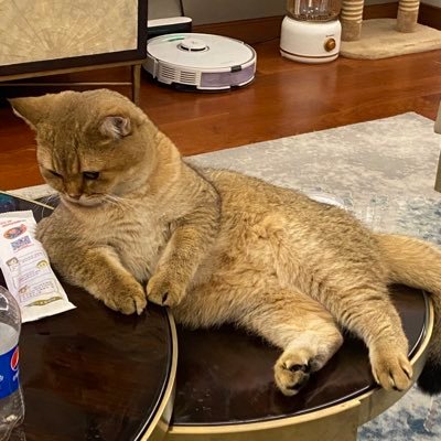 ShaneHu0321's profile picture. 