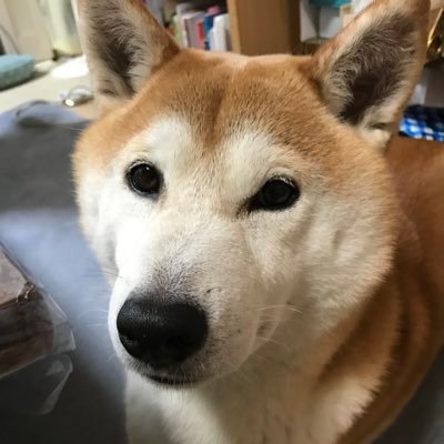 翔太ママさんのプロフィール画像