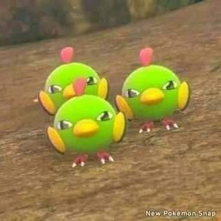 Pipking_Tree's profile picture. 