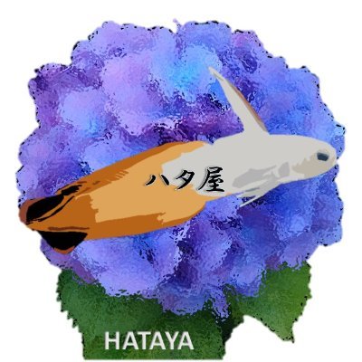 ハタ屋Naokiさんのプロフィール画像