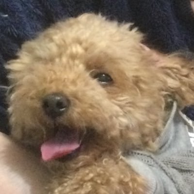 ぽむさんのプロフィール画像