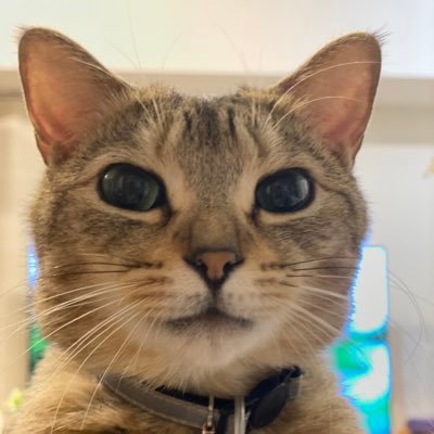meetanthecat's profile picture. 約８年前、シェルターで1歳のりんご猫（猫エイズ）ミータン♀と出会い、かけがえのないパートナーになりました。猫川柳ツイートしています♪クレマチスはじめお花もツイートします♫いいね、フォロー、RTしていただけたら嬉しいです♪猫飼いさんの猫専アカは基本的にフォロバしています。粘着、攻撃的、非常識な方はスルーします。