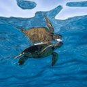 Celeste Henry - @Celeste41907482 - Twitter