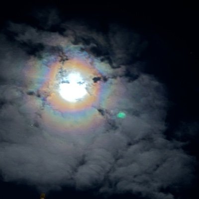 travelingwolf_'s profile picture. I like dogs, sad songs, punk and vegetables.