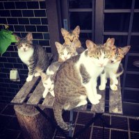 Haru73 Loves Hana My Angel🐈🐓🌺 (@haru7387) 's Twitter Profile Photo Haru73 Loves Hana My Angel🐈🐓🌺 (@haru7387) 's Twitter Profile Photo