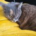 Coco_lasticot (@koko_lasticot) Twitter profile photo Coco_lasticot (@koko_lasticot) Twitter profile photo