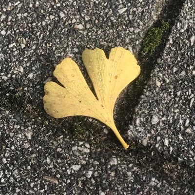 GeadhWelis's profile picture. 