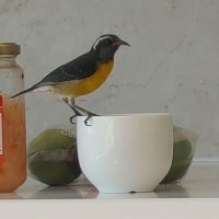 Nostraphorus (@tersiphorus) 's Twitter Profile