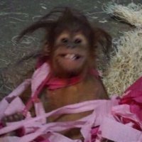 maggieOGstillman (@magzzog) 's Twitter Profile