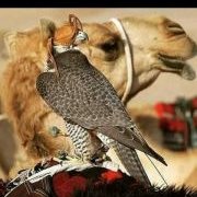 بدوي في حياتي (@w6c18pfloo9jlx8) Twitter profile photo