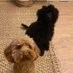 Paula Steadman (@paulasteadman3) Twitter profile photo Paula Steadman (@paulasteadman3) Twitter profile photo