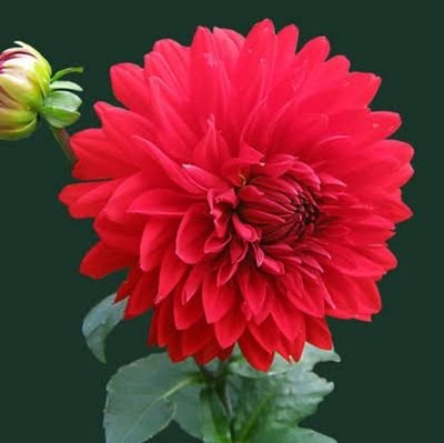 I am disciple of Saint Rampalji Maharaj.. 🙏🙇♀️