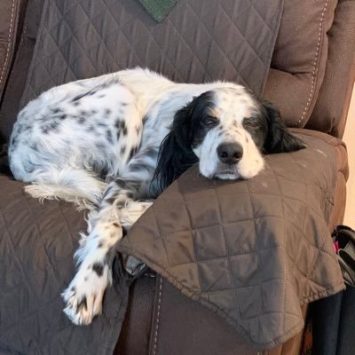 How do you do? My name is Blue. I’m an English Setter. I love BIRDS!!!