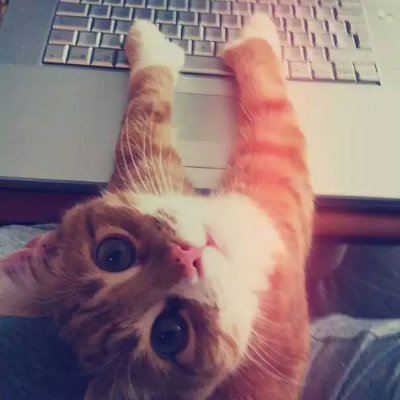 Keyboard kitty