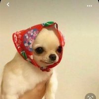 f: alice // readings open ❤️ (@wanderingwitchx) 's Twitter Profile Photo f: alice // readings open ❤️ (@wanderingwitchx) 's Twitter Profile Photo