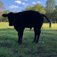 H Fallatik (@blackcowsmatter) 's Twitter Profile