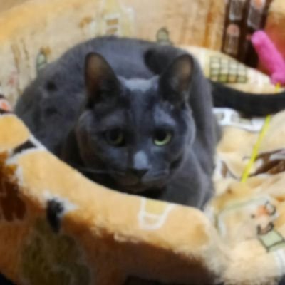 yasukotogoromi's profile picture. 猫ちゃんと仮面ライダーが大好きな昭和35年生まれの主婦です。2023年4月15日に愛猫のごろみちゃんが虹の橋を渡ってしまいました。これからは不定期に呟こうと思います。皆さんよろしくお願いいたします。毎日更新しないのでリツィートやフォローのお返し出来ないかもしれませんお許し下さい。