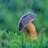 DrowningFungi's profile image