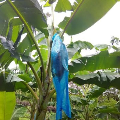 IAgriplan's profile picture. una compañía de dicada
ala exportación de frutas 
frescas