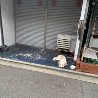 パンチパンチ (@practicex3dayo) Twitter profile photo