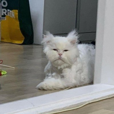 bambyxaz's profile picture. 