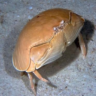 Smooth Crab Profile