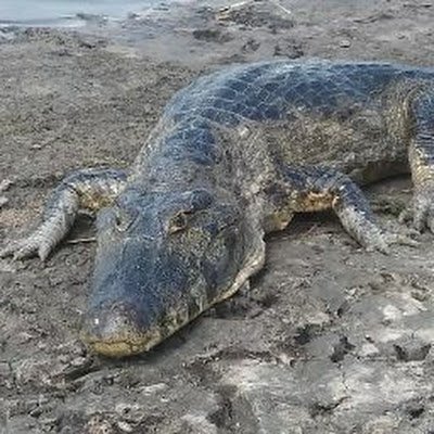 CrocodileYacare Profile Picture