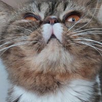 Eramelle (@akayn_eramelle) 's Twitter Profile