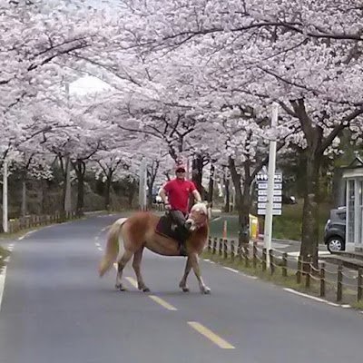 Just for fun with horse