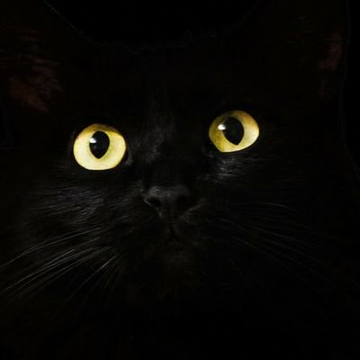 gasolinefr's profile picture. 