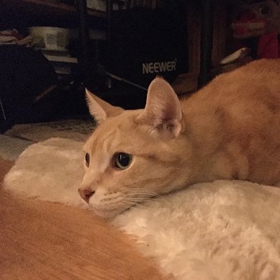 Litaさんのプロフィール画像