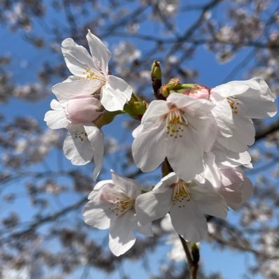 sakura_0129 さんのプロフィール写真