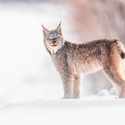 PariaSans's profile picture. « Si vous voulez aider la planète, plantez un arbre. Si vous voulez la sauver, plantez un riche » - François Avard #PaysQc #ÀBasLeNéolibéralisme #DehorsRayMont