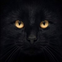 Cats eyes watching👀 (@kalee134) 's Twitter Profile