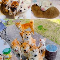 バボちゃん（柴犬12匹家族） (@babochan_s) Twitter profile photo