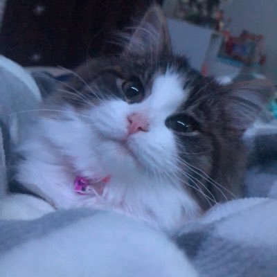 Megan84076476's profile picture. I like frogs