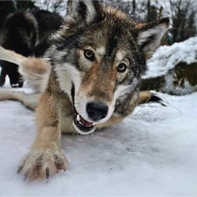 tonivendetta12's profile picture. Vendetta