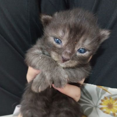 mslittle999's profile picture. 