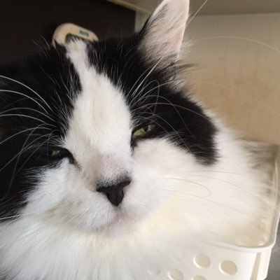 fglliemay's profile picture. 