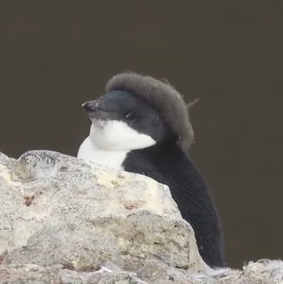 XanSpacedragon's profile picture. Just grabbing random bangers from the Cloud | Giant | MadMan | Can kick high | Gaming Historian | Thanks for listening!

Business: xanzyspacedragon@gmail.com