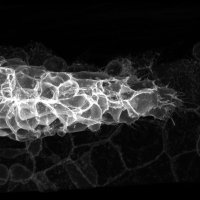 Wong Lab (@miewonglab) 's Twitter Profile Photo