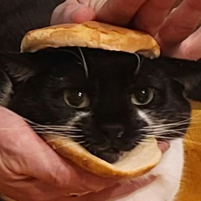 three_gremlins's profile picture. cat dade of gremlins ruby, nico and 🌈 waseem