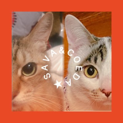 さば&こえださんのプロフィール画像