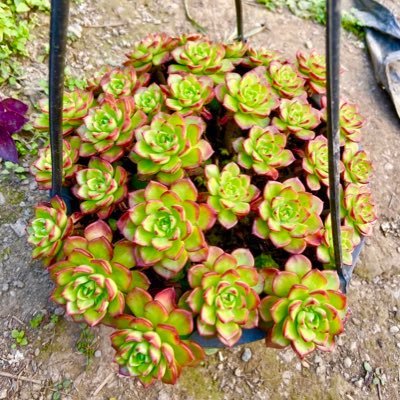 “Let’s Grow together “🪴
~All about Succulents 
~Interested people can contact me on 8193836331 ☎️

Or WhatsApp me on 👇🏻

https://t.co/lasMJ9VVoy