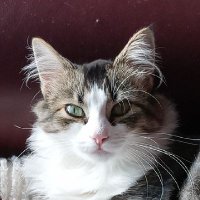 Polydactyl Society Member(@TeresaAndScout) 's Twitter Profile Photo