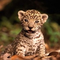 Animalitos recién nacidos(@BebeDeLaSuerte) 's Twitter Profile Photo