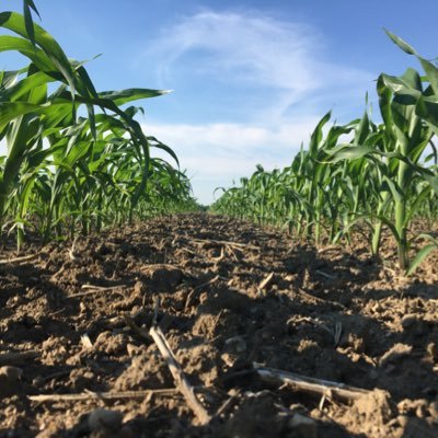 Farming on Faith. Grain and livestock family farm . Blessed to be able to enjoy life on the farm. Love watching corn grow. and my kids , I like them too