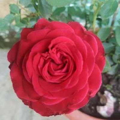 duari_dinamani's profile picture. Dinamani duari