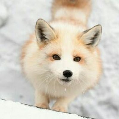 foxxx_0w0 Profile Picture